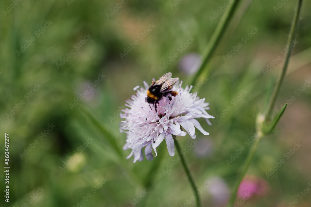 A beautiful bumblebee collecting honey from a purple summer flower. A beautiful bumblebee collecting honey from a purple summer flower.