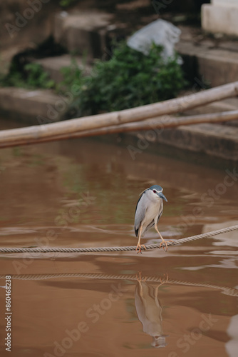 great blue heron ardea cinerea