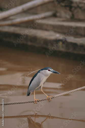 black crowned night heron looking for fish great heron in the water