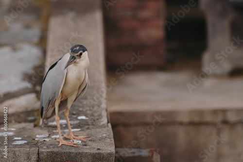 black crowned night heron looking for fish 