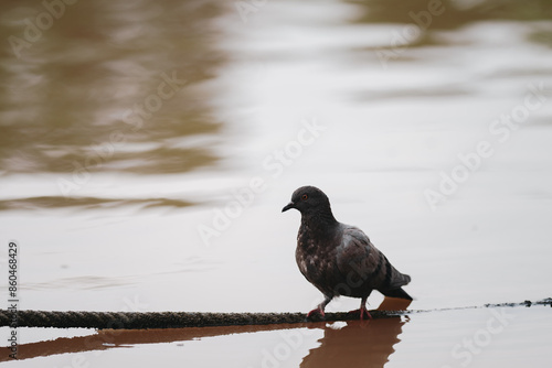 Feral Pigeon looking for fish