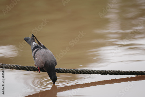 Feral Pigeon looking for fish