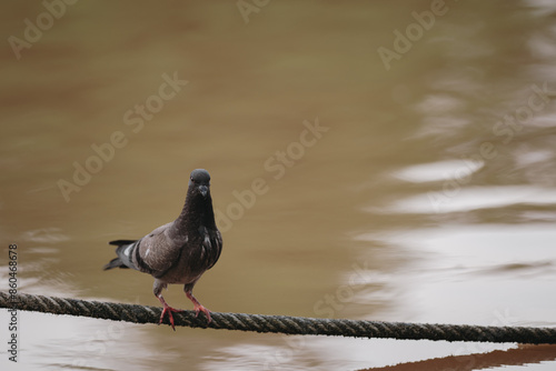 Feral Pigeon looking for fish