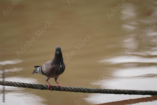Feral Pigeon looking for fish