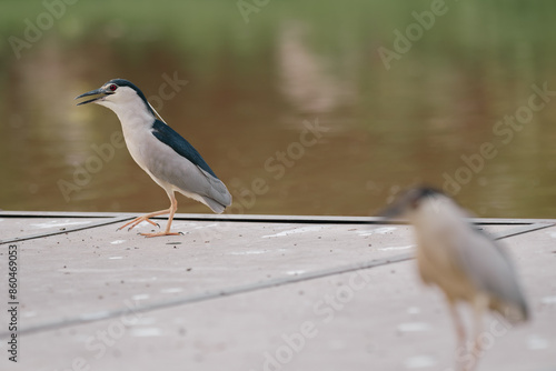 black crowned night heron looking for fish 