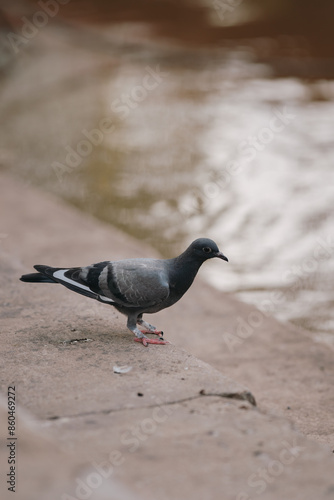 Feral Pigeon looking for fish