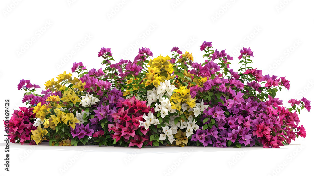 Large bush flower spreading shrub of pink yellow red purple and white bougainvillea tropical flower vine landscape plant isolated on white background with copy space and clipping path : Generative AI Large bush flower spreading shrub of pink yellow red purple and white bougainvillea tropical flower vine landscape plant isolated on white background with copy space and clipping path : Generative AI