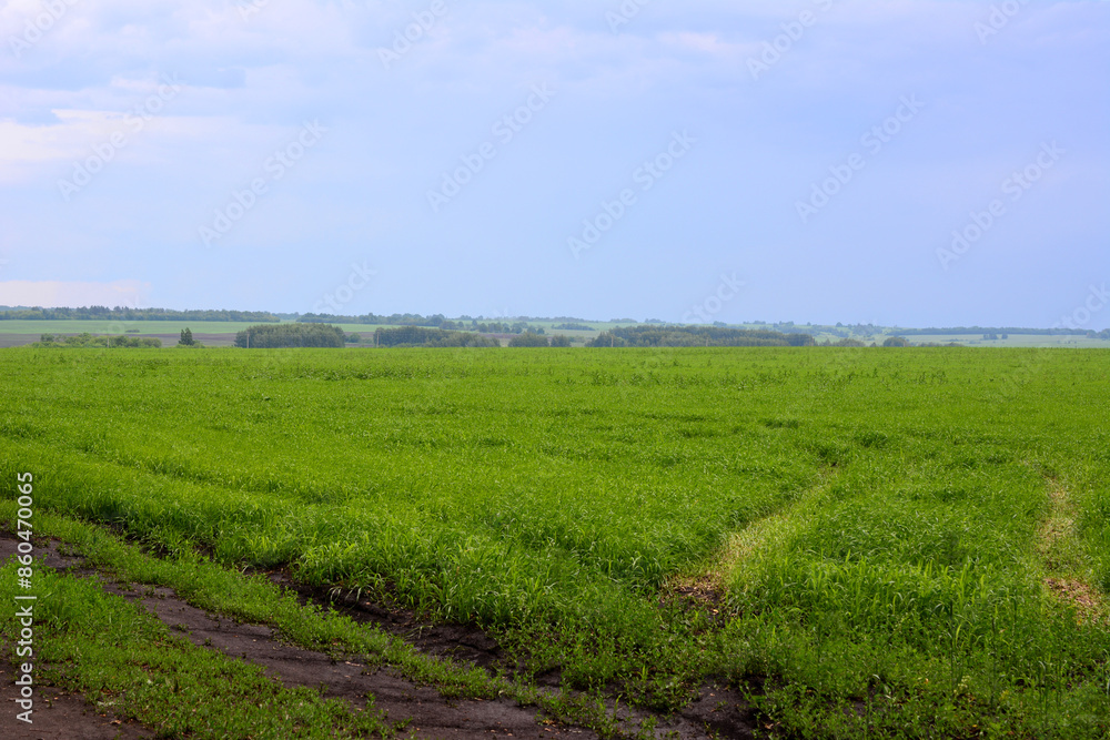 a green field and a blue sky with clouds a green field and a blue sky with clouds