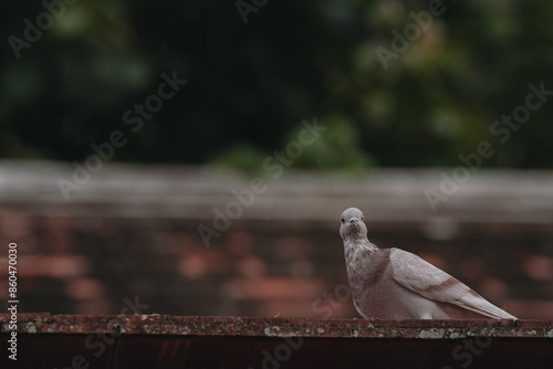 Feral Pigeon looking for fish