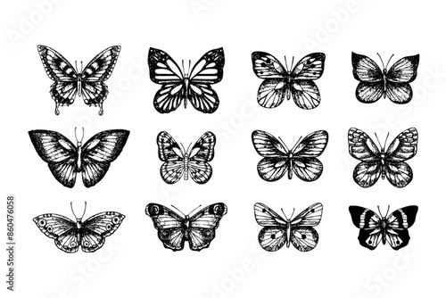 Set of butterflies vector sketch. Hand drawn illustration of insects with painted by black inks on isolated background. Monochrome graphic drawing in line art style for design, logo, tattoo, card  © Art.Lantana