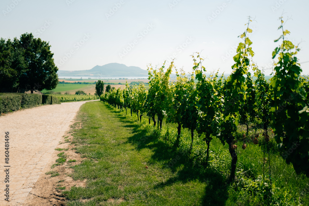 Naklejka premium Road through vineyards in the Czech Republic in summer