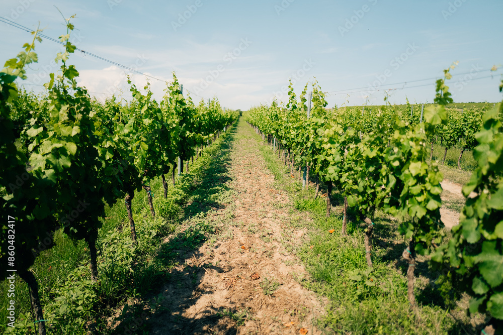 Green grape vines on the sides of the road, winery Green grape vines on the sides of the road, winery