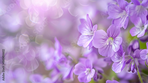 Beautiful tender spring violet white flowers in nature outdoors in form of ultra wide banner format panorama : Generative AI © Generative AI