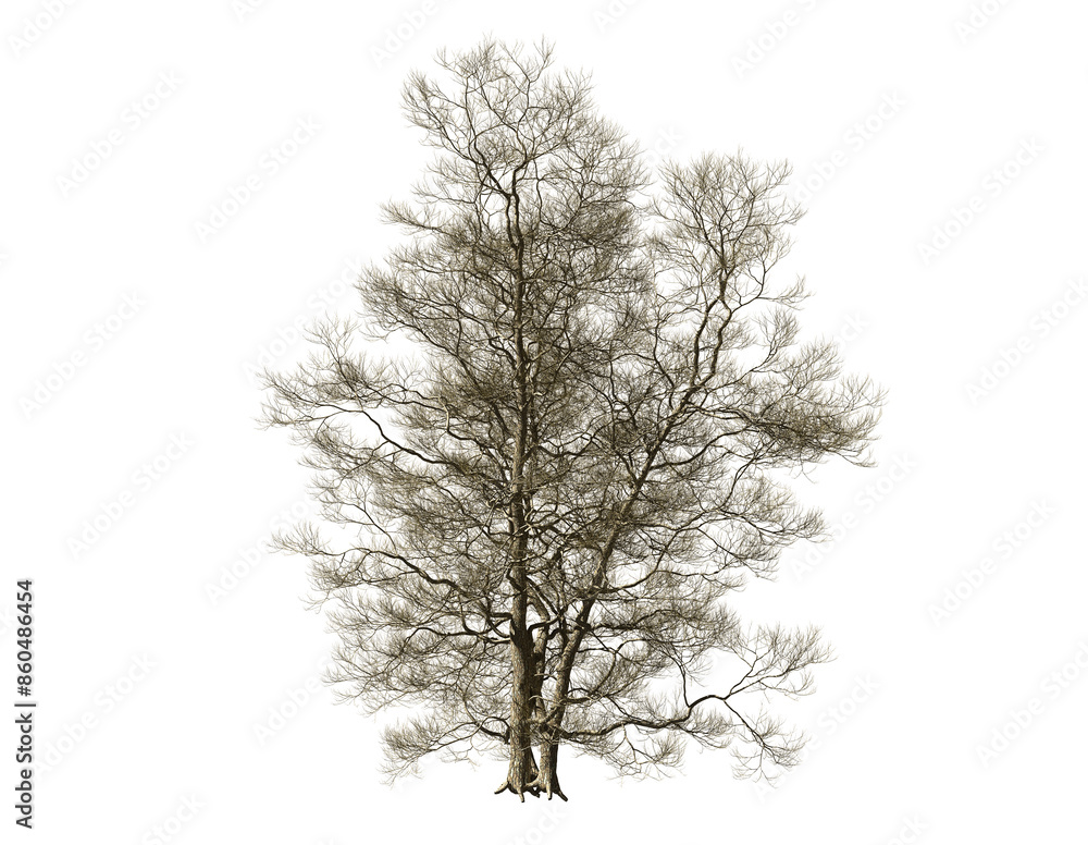 Fototapeta premium Dead tree isolated on white background.