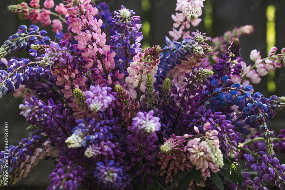 Obraz premium A bouquet of flowering Lupines in a vase (Lupinus polyphyllus). Flowering field large-leaved lupines or garden lupines in early summer, close-up with selective focus.