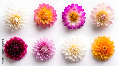 Various colours and shapes of dahlia flowers : Generative AI