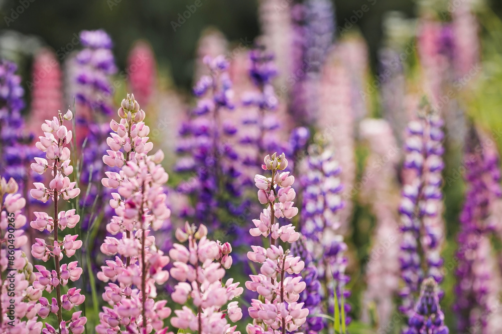 Obraz premium Flowering Lupin (Lupinus polyphyllus). Blooming field large-leaved lupines or garden lupines in early summer, close-up with selective focus.