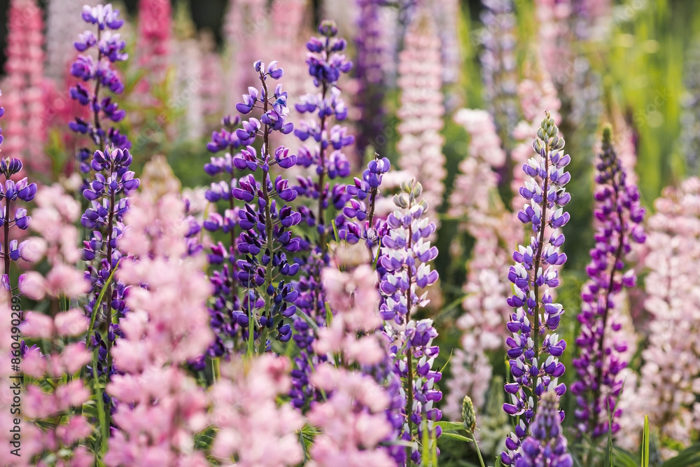 Obraz premium Flowering Lupin (Lupinus polyphyllus). Blooming field large-leaved lupines or garden lupines in early summer, close-up with selective focus.