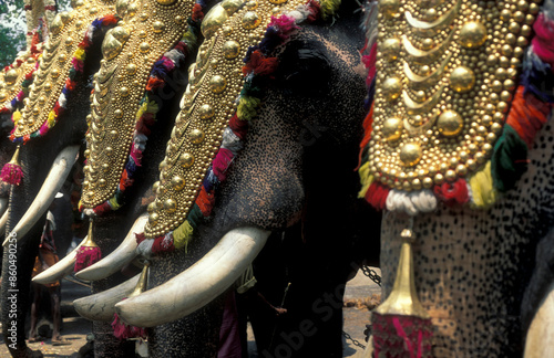 Photography INDIA KERALA THRISSUR POORAM ELEPHANT FESTIVAL