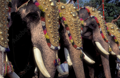 INDIA KERALA THRISSUR POORAM ELEPHANT FESTIVAL photo