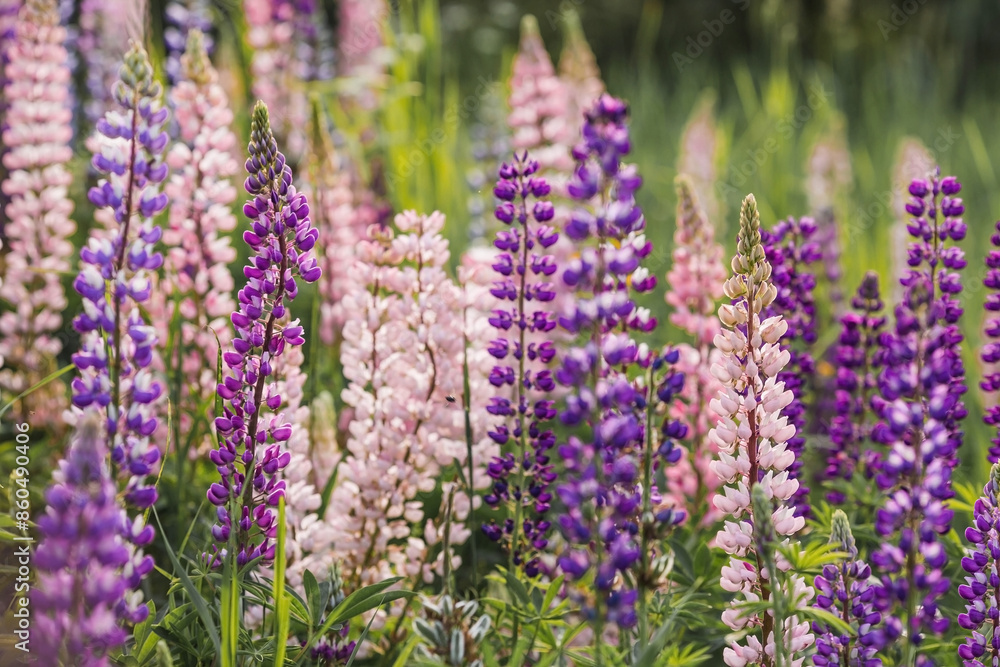 Obraz premium Flowering Lupin (Lupinus polyphyllus). Blooming field large-leaved lupines or garden lupines in early summer, close-up with selective focus.