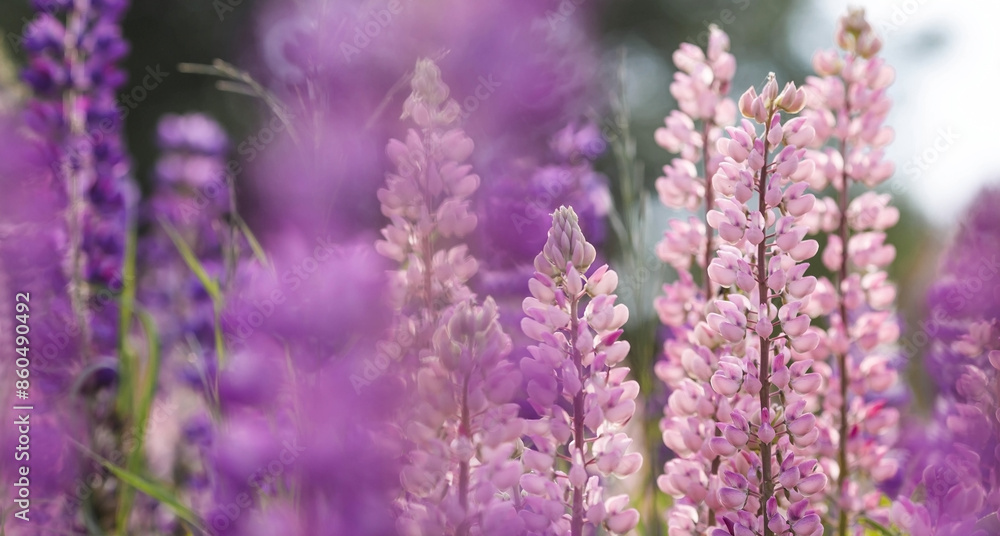 Flowering Lupin (Lupinus polyphyllus). Blooming field large-leaved lupines or garden lupines in early summer, close-up with selective focus. Flowering Lupin (Lupinus polyphyllus). Blooming field large-leaved lupines or garden lupines in early summer, close-up with selective focus.