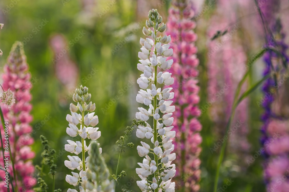 Flowering Lupin (Lupinus polyphyllus). Blooming field large-leaved lupines or garden lupines in early summer, close-up with selective focus. Flowering Lupin (Lupinus polyphyllus). Blooming field large-leaved lupines or garden lupines in early summer, close-up with selective focus.