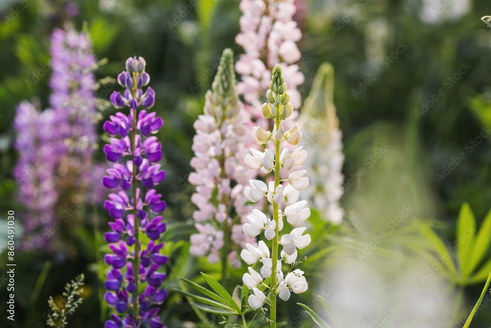 Flowering Lupin (Lupinus polyphyllus). Blooming field large-leaved lupines or garden lupines in early summer, close-up with selective focus. Flowering Lupin (Lupinus polyphyllus). Blooming field large-leaved lupines or garden lupines in early summer, close-up with selective focus.