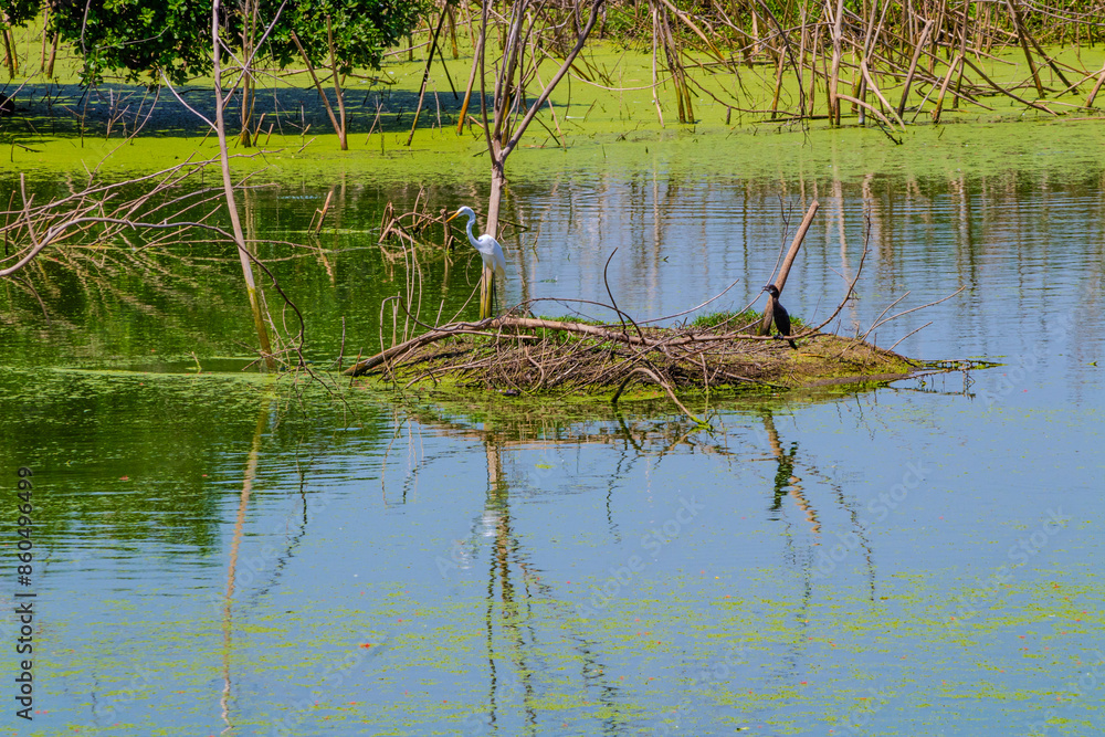 White and black crown birds in the lake with green background. Clicked at Vedanthangal birds sanctuary, Tamilnadu, South India, India. White and black crown birds in the lake with green background. Clicked at Vedanthangal birds sanctuary, Tamilnadu, South India, India.