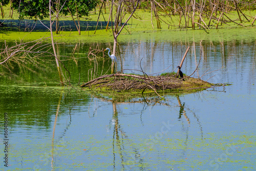 White and black crown birds in the lake with green background.  Clicked at Vedanthangal birds sanctuary, Tamilnadu, South India, India.