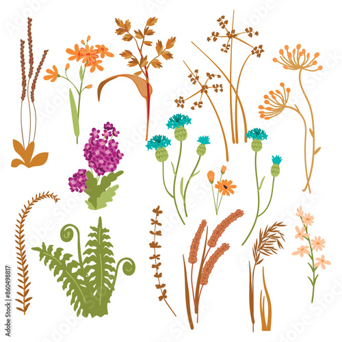 Vector botanical set of meadow plants isolated on white background.Herbs and wildflowers of various types.Colorful floral designs collection for use in card,poster,banner.Flat cartoon illustration.
