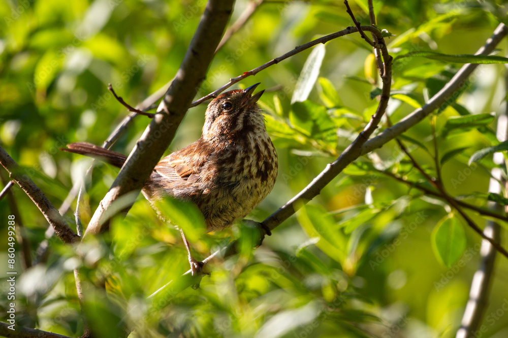 Singing Song Sparrow in a tree Singing Song Sparrow in a tree