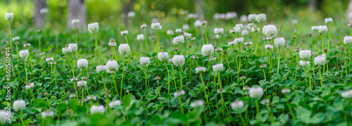 Panoramic view of white clover flowers on green color bokeh background