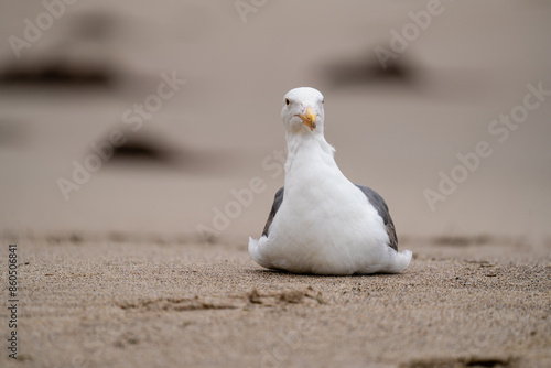 seagull on the beach photo