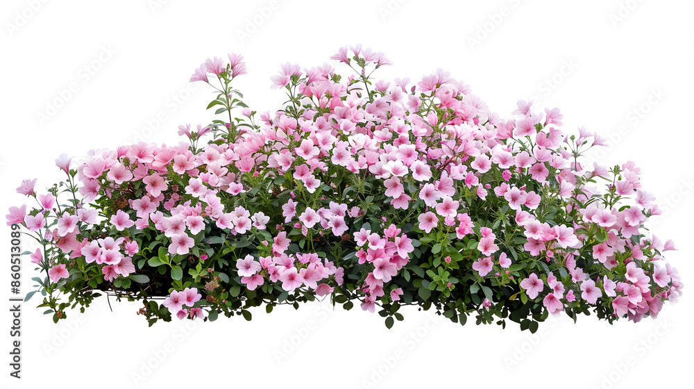 Obraz premium Cutout pink flowers Flower bed isolated on white background Flower bush for garden design or landscaping High quality clipping mask : Generative AI