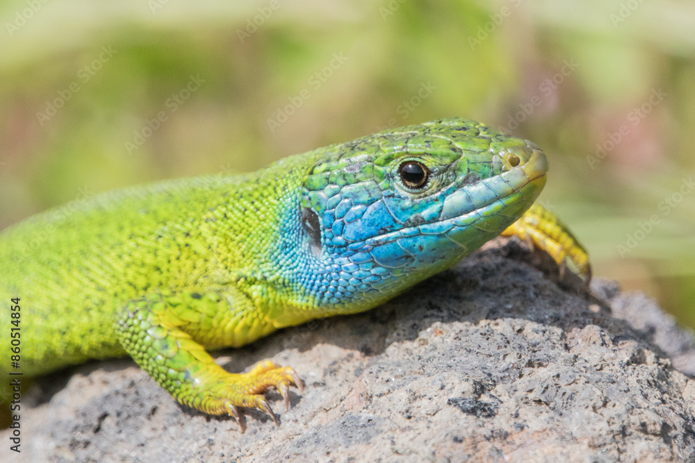 Fototapeta premium Smaragdeidechse