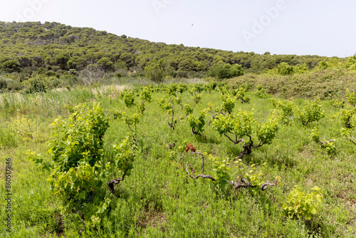 Obraz na płótnie Vineyard on the island Zirje in Croatia w salonie