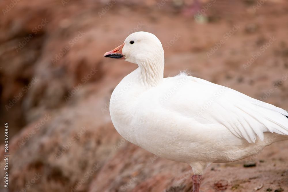 Fototapeta premium A Snow goose in Utah