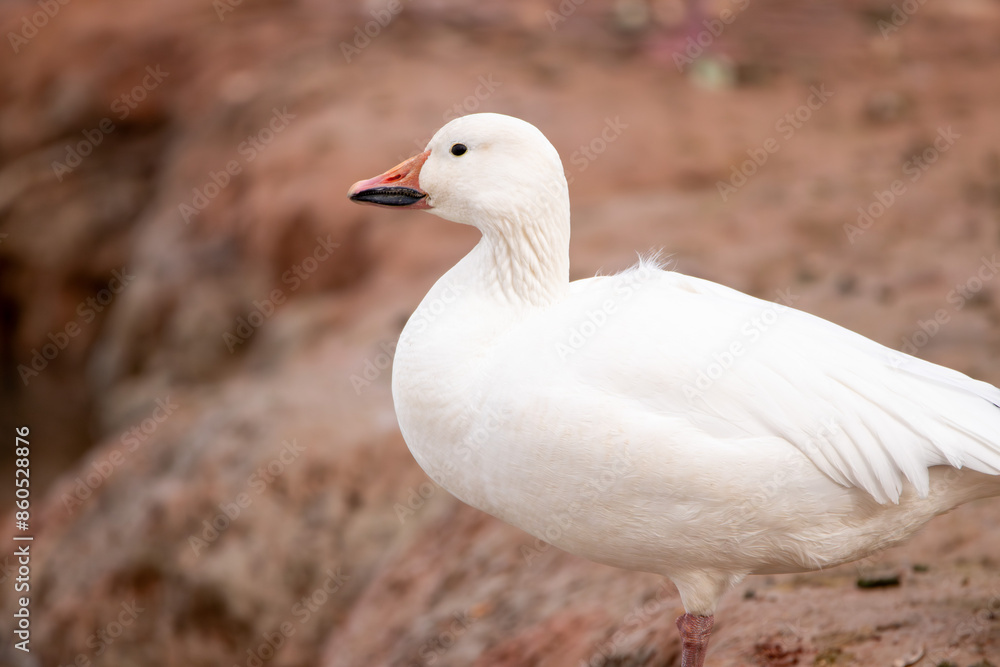 Fototapeta premium A Snow goose in Utah