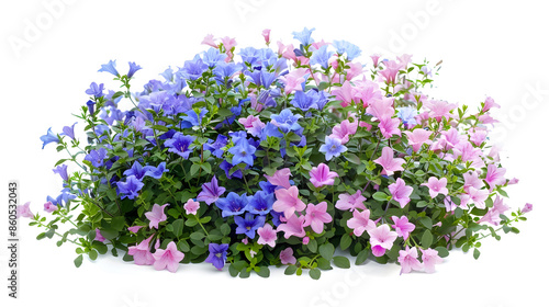 Campanula Cut out blue and pink flowers Flower bed isolated on white background Bush for garden design or landscaping High quality clipping mask : Generative AI
