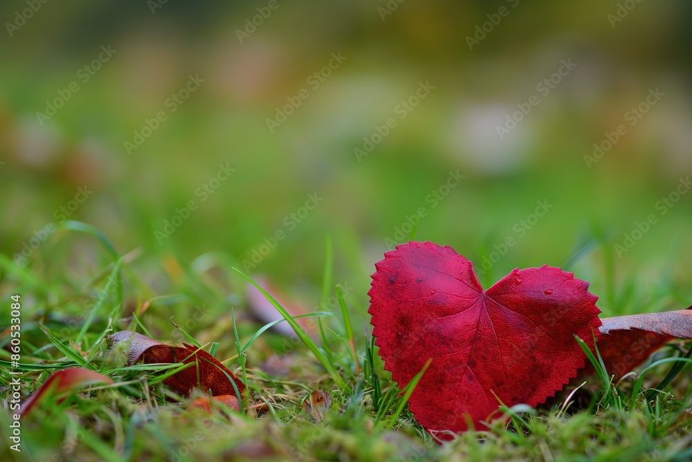 red heart on grass with green blurred background red heart on grass with green blurred background