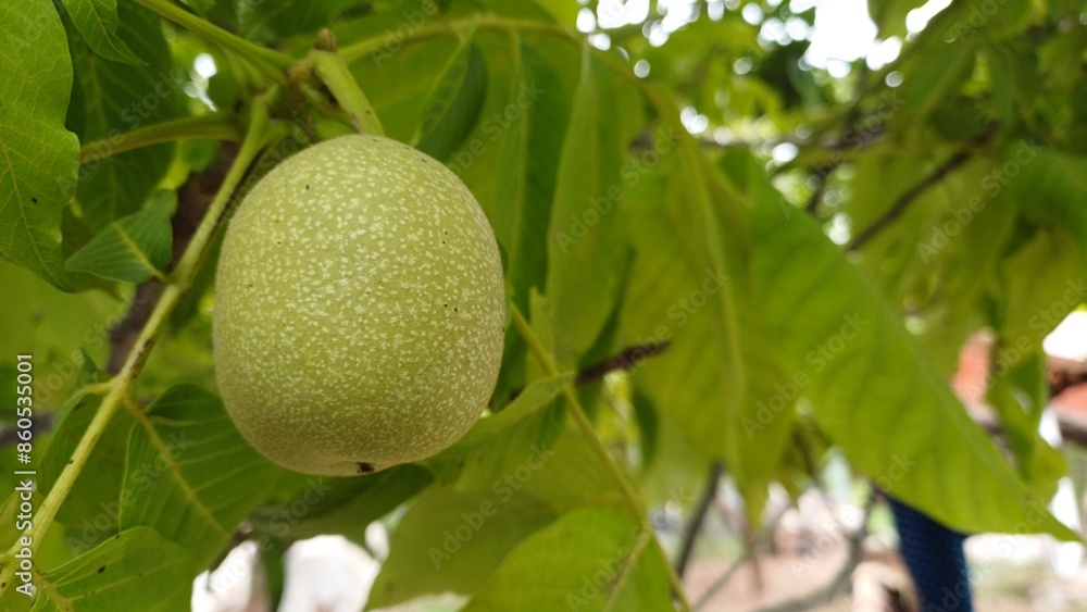 Walnut on tree in garden, close up of branch with green walnuts and leaves. Walnut on tree in garden, close up of branch with green walnuts and leaves.