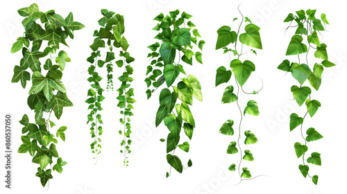 Set of green tropical creeper plants isolated on white background