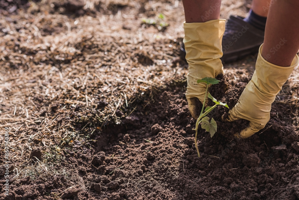 The hands of an elderly woman hold a young plant in the ground. Pumpkin seedlings are planted in the ground. Close-up. The concept of spring planting of vegetables and agriculture. The hands of an elderly woman hold a young plant in the ground. Pumpkin seedlings are planted in the ground. Close-up. The concept of spring planting of vegetables and agriculture.