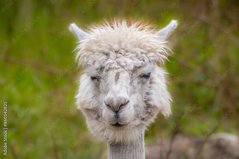 Fototapeta premium Portrait of an Alpaca