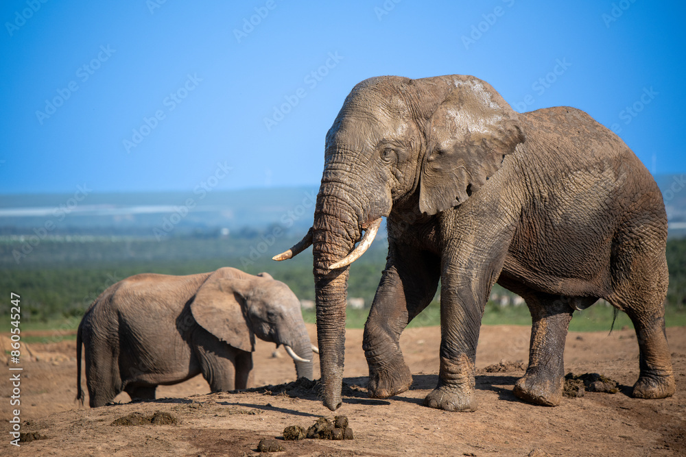 Fototapeta premium African elephant seen in wild