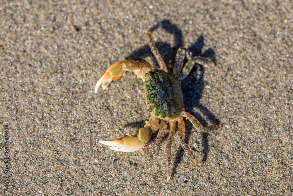 Oregon Shore Crab (Hemigrapsus oregonensis) Oregon Shore Crab (Hemigrapsus oregonensis)