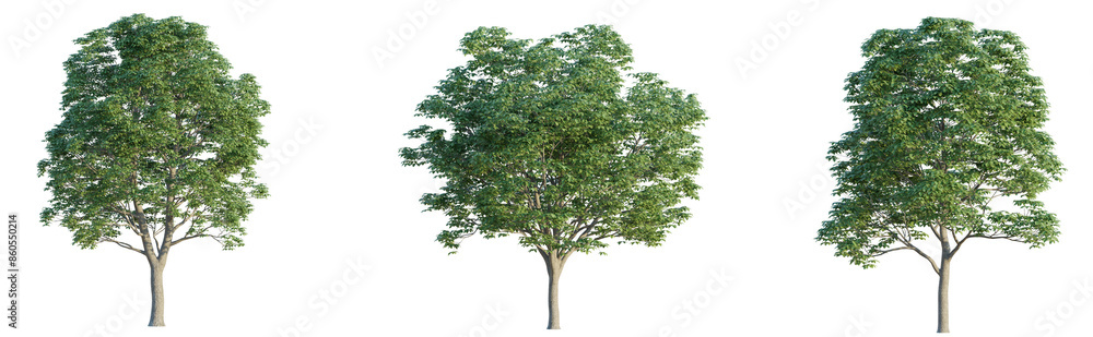 Aesculus chinensis tree 4k png cutout isolate Aesculus chinensis tree 4k png cutout isolate