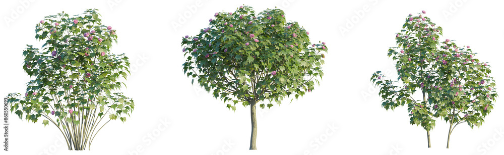 Fototapeta premium Hibiscus mutabilis tree 4k png cutout isolate