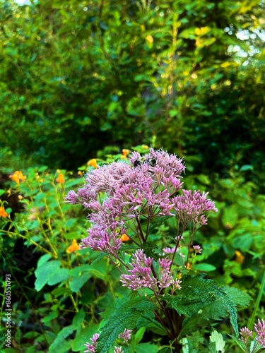 flowers on the trail with bumble bee